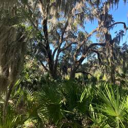 I love this tree/moss combo 😍