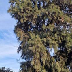 Die Bäume im Parc de Ciutadella sind gigantisch.