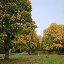 Jardin de l'abbaye de Dryburgh