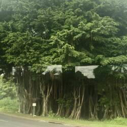 Immer wieder faszinierende Banyan-Trees