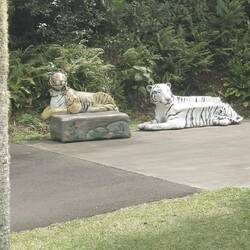 Die Original-Tiger hielten sich leider versteckt