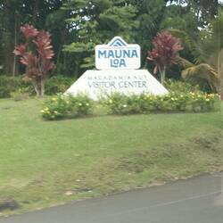Macadamia Nutsfarm