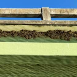 These are Cliff Swallow nests.