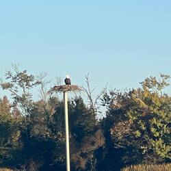 Bald Eagle