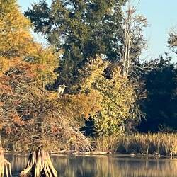 Blue Heron sleeping in this Bald Cyprus tree.