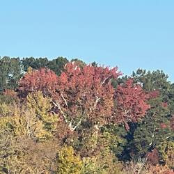 An Egret Tree! (See the white specks in the top of the tree.)