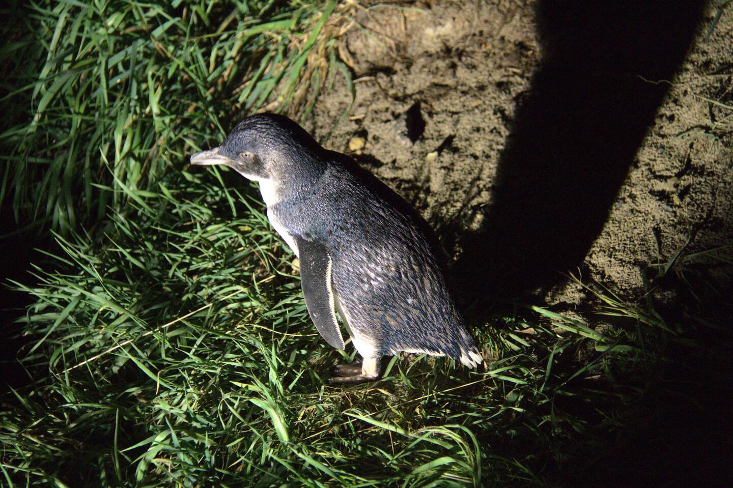 little blue Penguin
