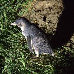 little blue Penguin