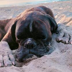 Bewachen macht müde - Ärger bekommen