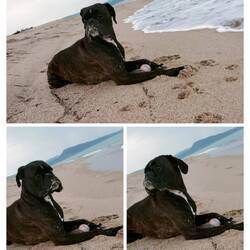 Wo ist der Rest des Rudels?