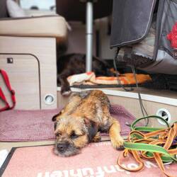 Müde vom Spaziergang