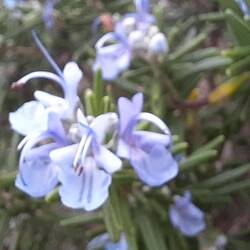 Die Blüten des wilden Rosmarin