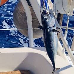 And voilà, our first catch, a bonito!!!