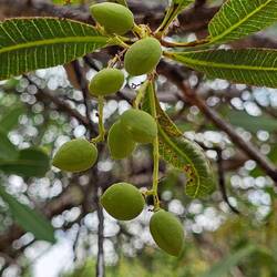 Daloong (Wild Mangoes)