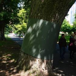 Soll europäische Bäume vor australischen Possums schützen