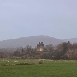Ruines du chateau de Cardoness, entouré par les paturages
