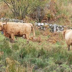 Nos premières vaches Highland