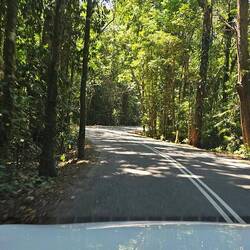Daintree is the oldest rainforest on the planet: >180 million years and growing!