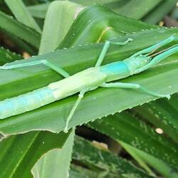 Peppermint Stick insect: sprays a white peppermint-scented fluid as defense mechanism if threatened.