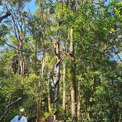 Vines often wrap around trees & can even 'reach' over to wrap & grow around other trees