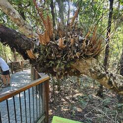 Basket ferns grow on trees