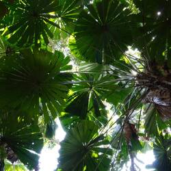 A canopy of Fan Palms (endemic to Queensland)