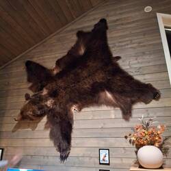 Größter geschossener Bär in schweden