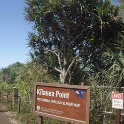 Dann ging's weiter zum Kilauea Point