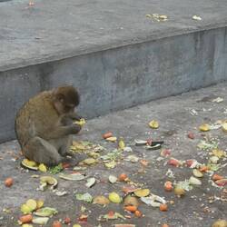 Hier werden die Affen gefüttert