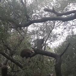 Und hier ein sehr junger Affe