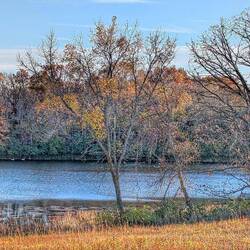 Two swans on Dragonfly pond