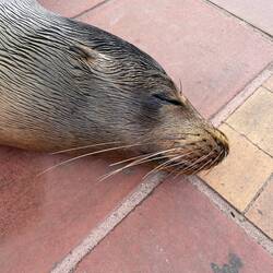 Sleepy sea lion