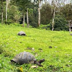 Giant tortoises