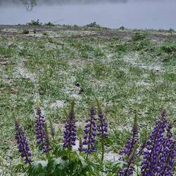 Irgendwann kommt der Frühling... bestimmt