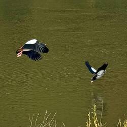 Fischen in der Mosel