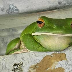 This grinning green guy (aka: white-lipped tree frog) was in our boat when we boarded!