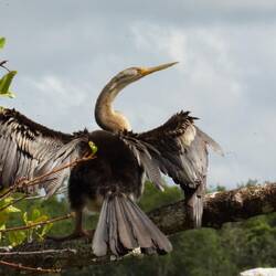 Australasian Darter drying its wings