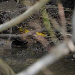 This guy is supposedly very large; this was all we could see.