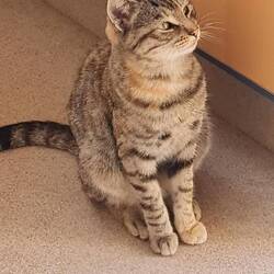 "Unsere" Bimo Katze 🐱 leider nur temporär😪