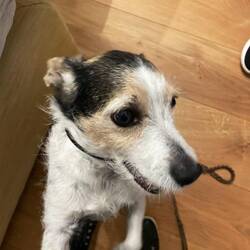 Our hosts dog - so cute and friendly