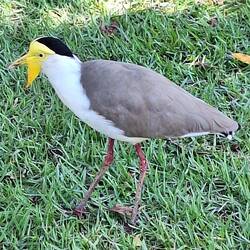 ....und zwar von so einem