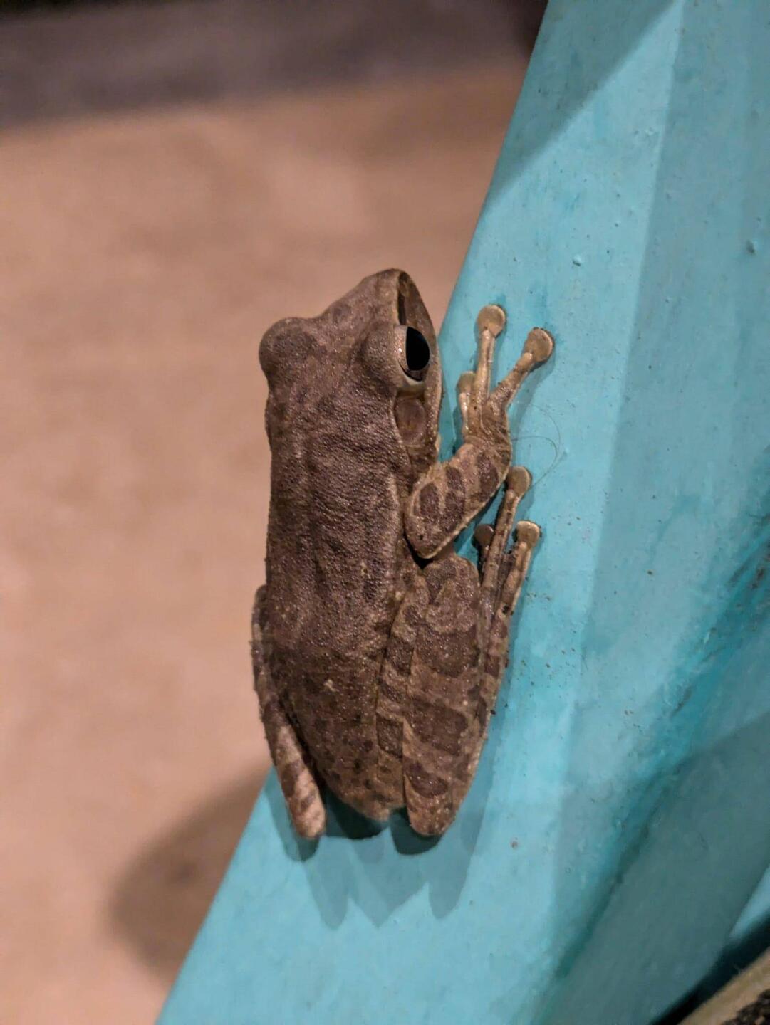 Unser Hüttenfrosch
