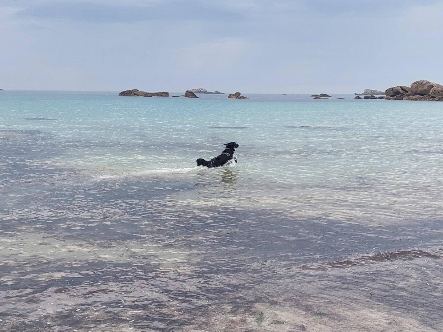 Un chien de mer
