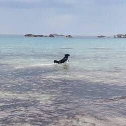 Un chien de mer