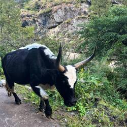 Dem Chop-Yaks weicht man sicherheitshalber lieber aus.