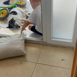 Honey braucht doch ein Kissen zum schlafen