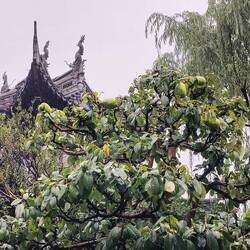 Nicht genießbare Papayas