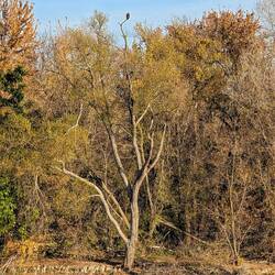Bald Eagle, also fishing