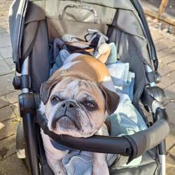 Kaputt nach dem langen Spaziergang