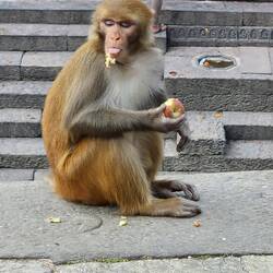 Apparently it doesn't like apple😝